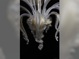 Lower glass cover of chandelier electrical installation with finely crafted leaves